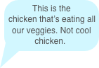 This is the chicken that’s eating all our veggies. Not cool chicken.